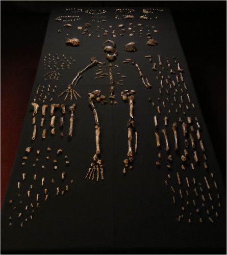 Part of the bones of the hominids called Homo naledi discovered in South Africa (Photo Lee Berger and colleagues)