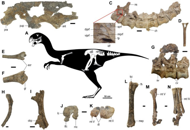 Gobiraptor minutus was a feathered dinosaur that lived in today's Mongolia