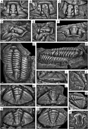 Views of Gravicalymene bakeri specimens