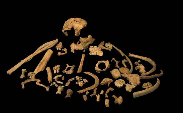 Homo antecessor bones (Image courtesy José María Bermúdez de Castro)