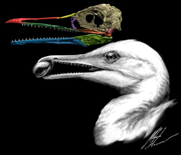 Fossil reconstruction and illustration of Ichthyornis dispar (Image courtesy Michael Hanson/Yale University. All rights reserved)