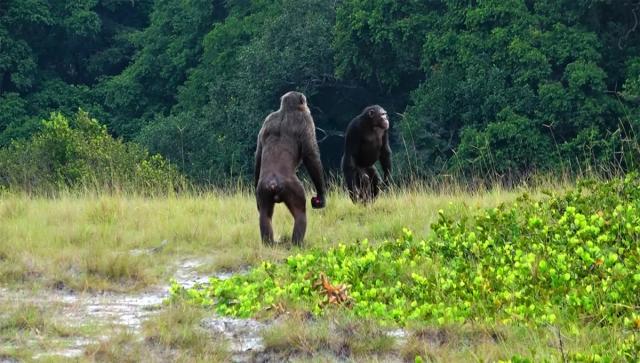 Two adult males of the Loango Chimpanzee Project (Photo courtesy LCP, Lara M. Southern. All rights reserved)