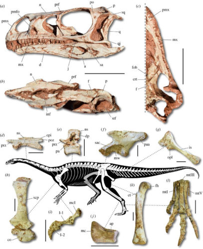 Macrocollum itaquii is the oldest long-necked dinosaur discovered so far