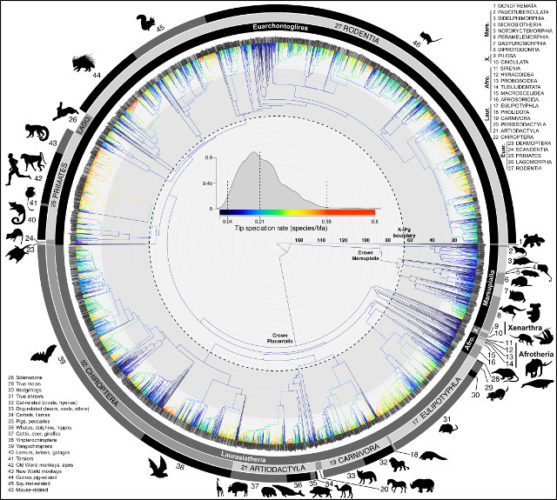 A new family tree of mammals to reconstruct their history and relationships