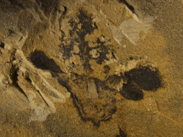 Nanjinganthus dendrostyla fossil (Image courtesy Fu et al.)