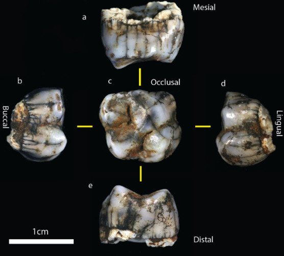 New hominin fossils found in the “Cradle of Humankind” in South Africa