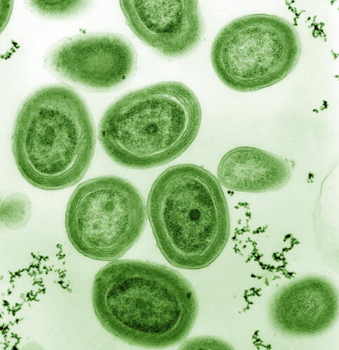 Cyanobacteria of the species Prochlorococcus marinus