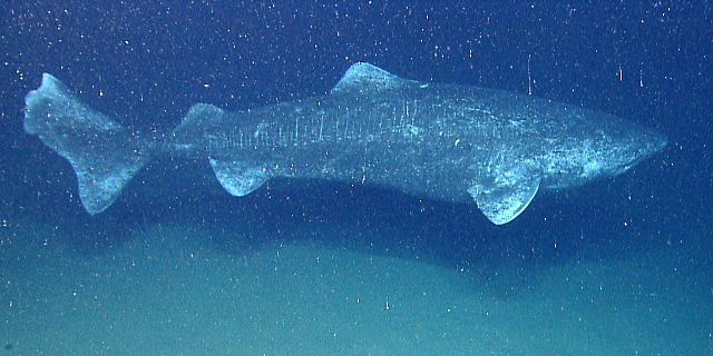 Greenland shark (Photo NOAA Okeanos Explorer Program)