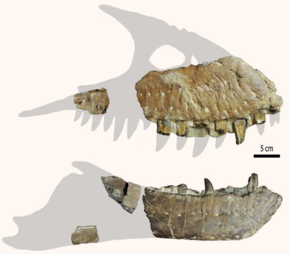 Thanatotheristes degrootorum fossil bones