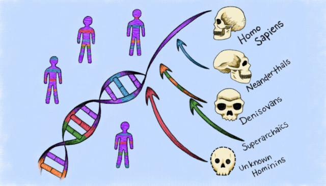 A diagram indicating the hominins that have left genetic traces in the DNA of modern humans.