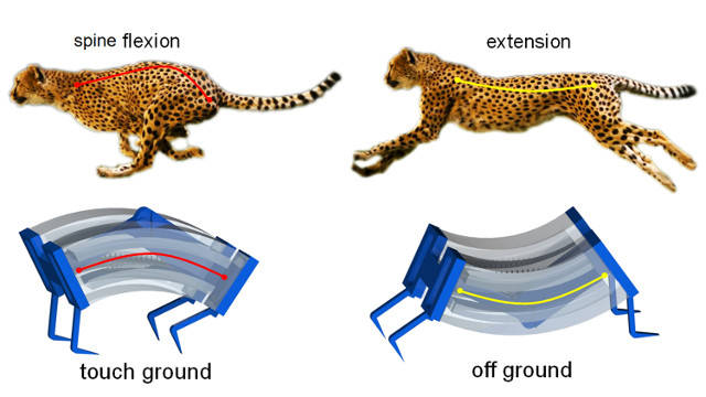 Cheetahs and LEAP robots