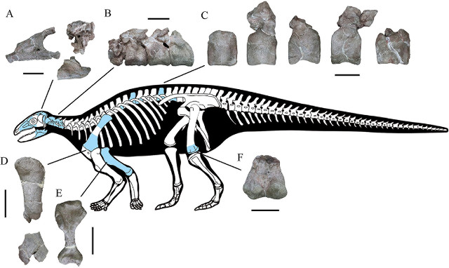 The available bones of Yuxisaurus kopchicki together with its skeleton reconstruction