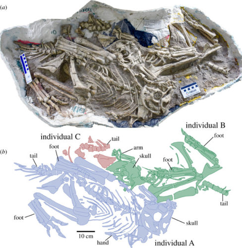 Oksoko avarsan fossils