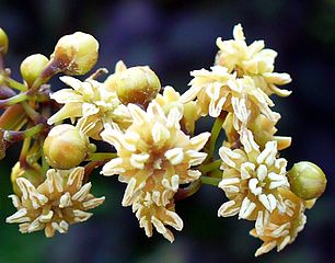 Flowers of Amborella trichopoda