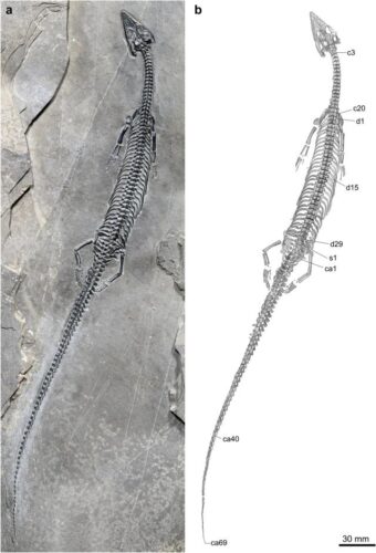 The skeleton and a drawing of the Honghesaurus longicaudalis specimen