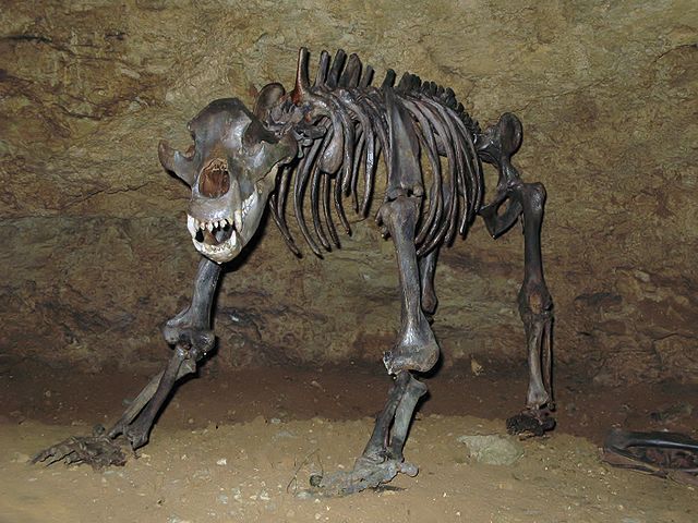 Cave bear skeleton