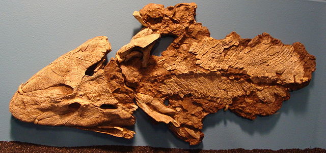Fossil of Tiktaalik in the Field Museum, Chicago