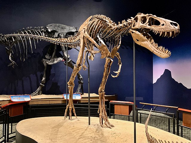 Skeleton of the probable T. rex nicknamed Jane (Photo courtesy Zissoudisctrucker)