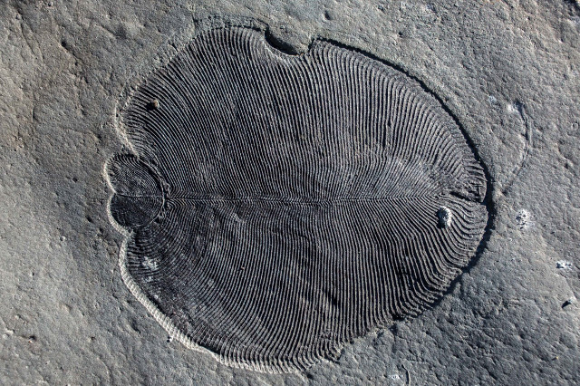 Dickinsonia fossil (Image courtesy ANU. All rights reserved)