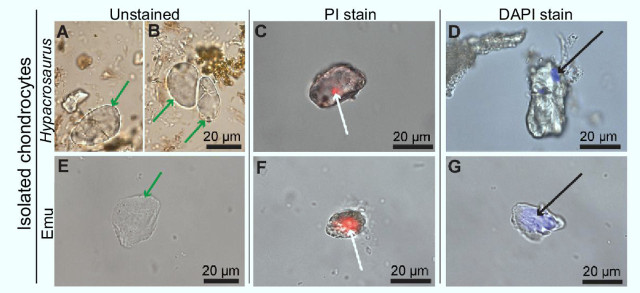 Isolated chondrocytes of Hypacrosaurus stebingeri and emu