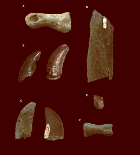 The study of the theropod dinosaurs found in the Ellisdale site offers new data on their ecology in the Cretaceous