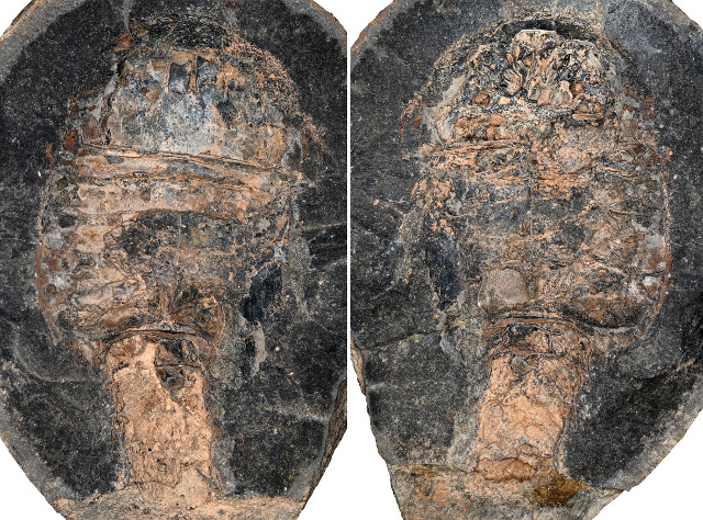 Adelophthalmus pyrrhae specimen (Photo courtesy Melanie Hopkins Photo)