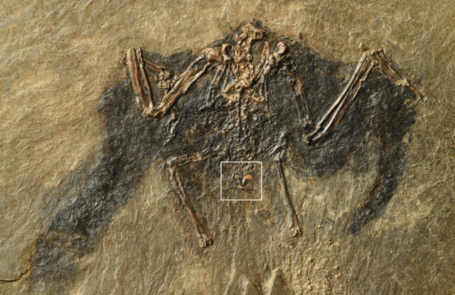 Fossil bird from the Messel Pit. Markings show the uropygial gland (Photo courtesy Sven Traenkner/ Senckenberg)