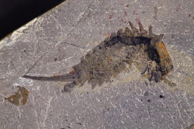 Habelia optata fossil (Image courtesy Jean-Bernard Caron. Copyright: Royal Ontario Museum)
