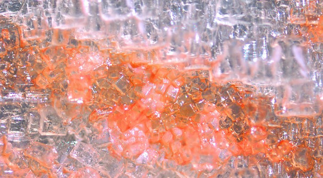 Halobacterium salinarum (Image courtesy of Alexandre Bison/Harvard University)