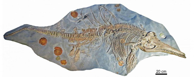 Ichthyosaurus somersetensis (Image courtesy Dean Lomax)