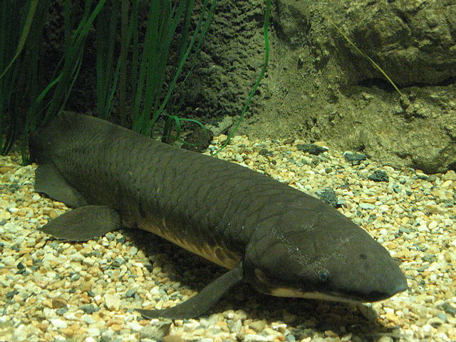 Australian lungfish (Neoceratodus forsteri)