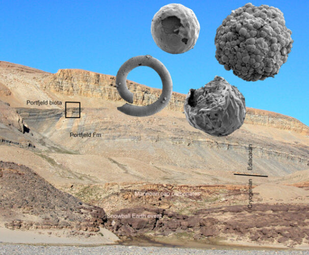 The Portfjeld Formation and some of the microfossils found in that area