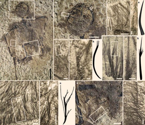 Pterosaur pycnofibres (Image courtesy Yang et al. All rights reserved)