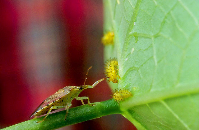spined soldier bug (Podisus maculiventris) attacking Mexican bean beetle larvae (Epilachna varivestis) (Photo Agricultural Research Service)