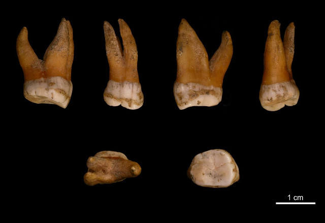 Molar of the Neanderthal man cataloged as Spy 94a