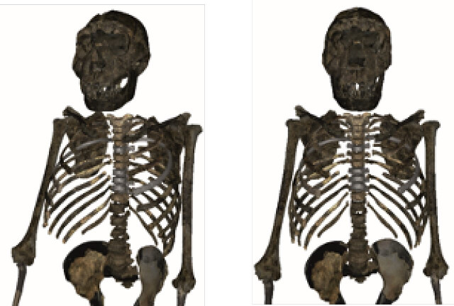 Reconstruction of Turkana Boy's upper body