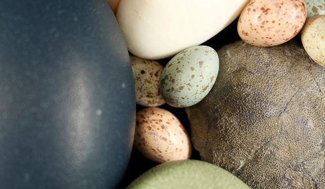 Bird eggs with a dinosaur egg (Photo courtesy Jasmina Wiemann/Yale University. All rights reserved)