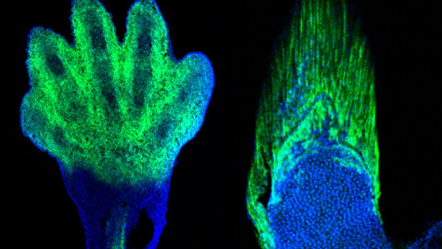 Markers of wrists and digits in a mouse (left) and in a fish fin rays (right) (Image courtesy Shubin laboratory)