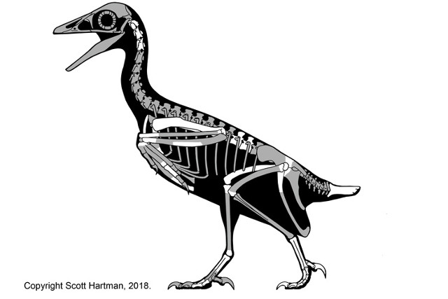 Skeletal reconstruction of Mirarce eatoni. The bones available are in white (Illustration courtesy Scott Hartman)