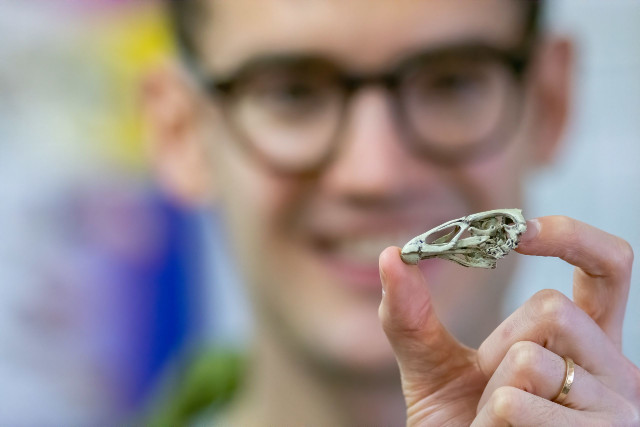 Dr. Daniel Field holding a replica of Asteriornis maastrichtensis skull (Photo courtesy University of Cambdridge)