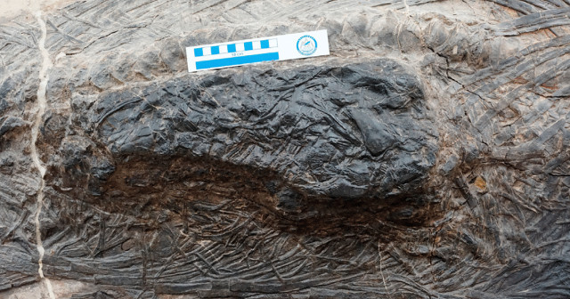 The stomach of the fossil of Guizhouichthyosaurus tangae