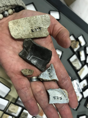 Fossil teeth from 8-9 million years ago discovered in Yukon have been attributed to an ancient rhino